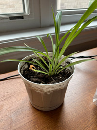 Spider plant for sale