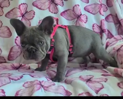 French Bulldog Pup, View more