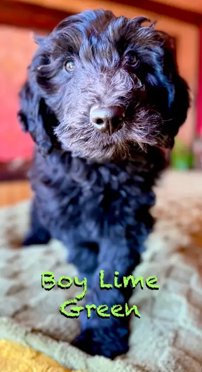 Ready to Go! 3 ADORABLE BORDOODLE  PUPPIES, View more
