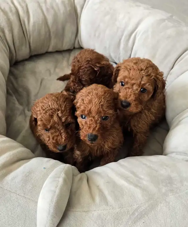 Dark Red Miniature Poodles in Dogs & Puppies for Rehoming in City of Toronto - Image 6