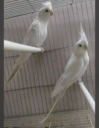 White Cockatiels, View more