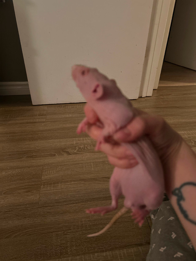 Bébé rat mâle à donner dans Petits animaux à adopter  à Ouest de l’Île - Image 3
