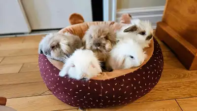  Free Baby Bunnies Looking for Loving Homes! , View more