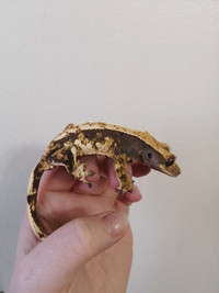 Cute male gecko 