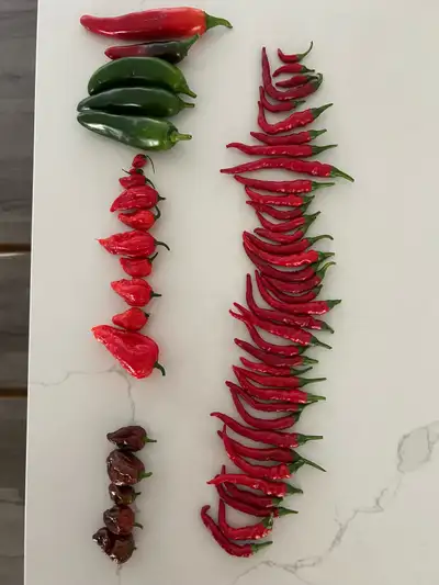 Organic Hot peppers for sale. More then what’s in the picture. Jalapeño, Cayenne, Wildcat, time bomb...