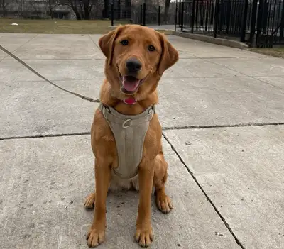 Professional Dog walker/ trainer in the east end and downtown, View more
