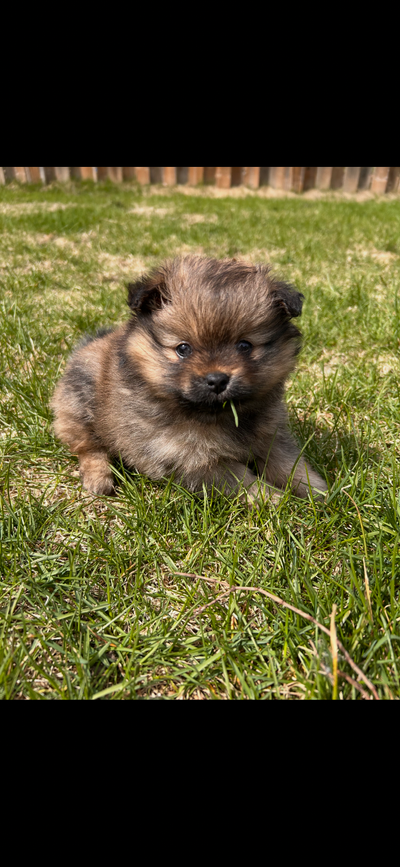 Pomeranian, View more
