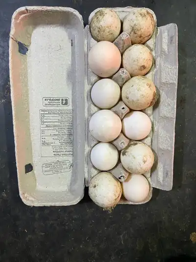 Fertile duck eggs 30$ a dozen from mixed yard ducks off egg laying breeds like Khaki Campbell and Sh...
