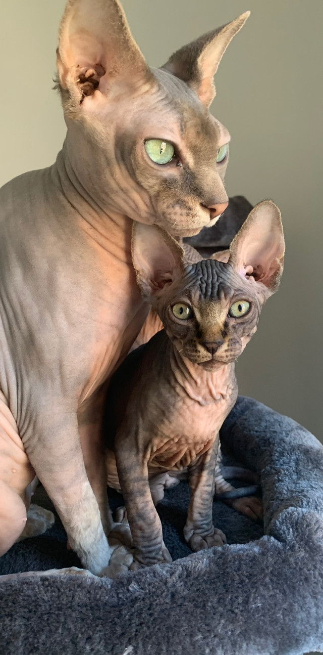  Sphynx Male Kittens  in Cats & Kittens for Rehoming in Oshawa / Durham Region
