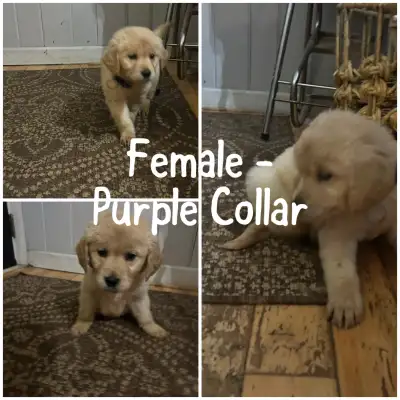 Golden Retriever Puppies! 1 female left!, View more