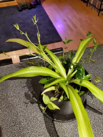 Spider Plant & Inch Plant Combo Pot, View more