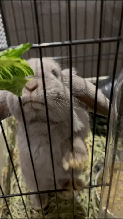 Cute bunny for sale, View more