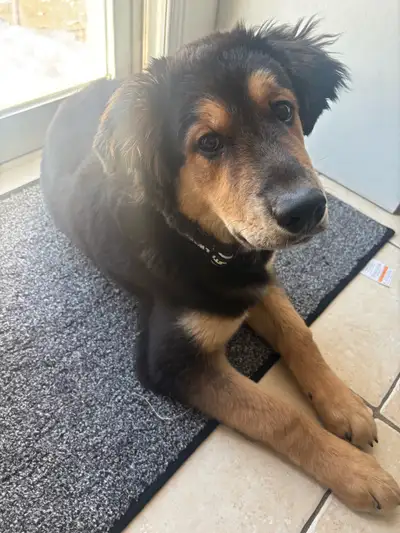 Mixed Pup border collie x golden retriever, View more