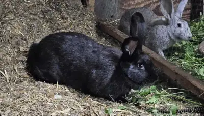 Lapins géants des Flandres Disponibles : 1 mâle brun de 7 mois : vendu 1 femelle brune de 7 mois 1 f...