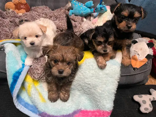 ❤️ only 2 left Adorable Teddy Bear Biewer Yorkie  puppies in Dogs & Puppies for Rehoming in Edmonton - Image 7