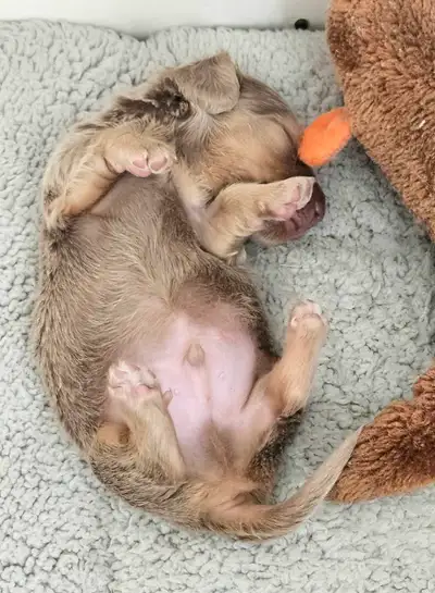 Chiot Teckel miniature dachshund puppy, View more