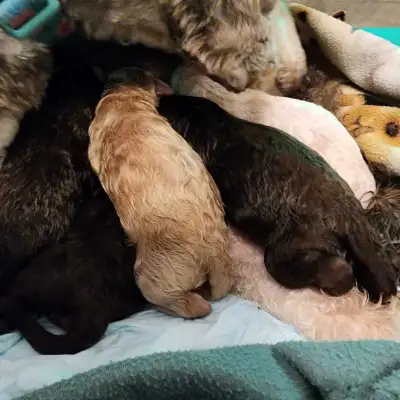 Standard Poodle Puppies, View more