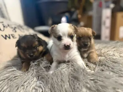 pom yorkie pups, View more