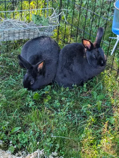 Two pet bunnies, View more