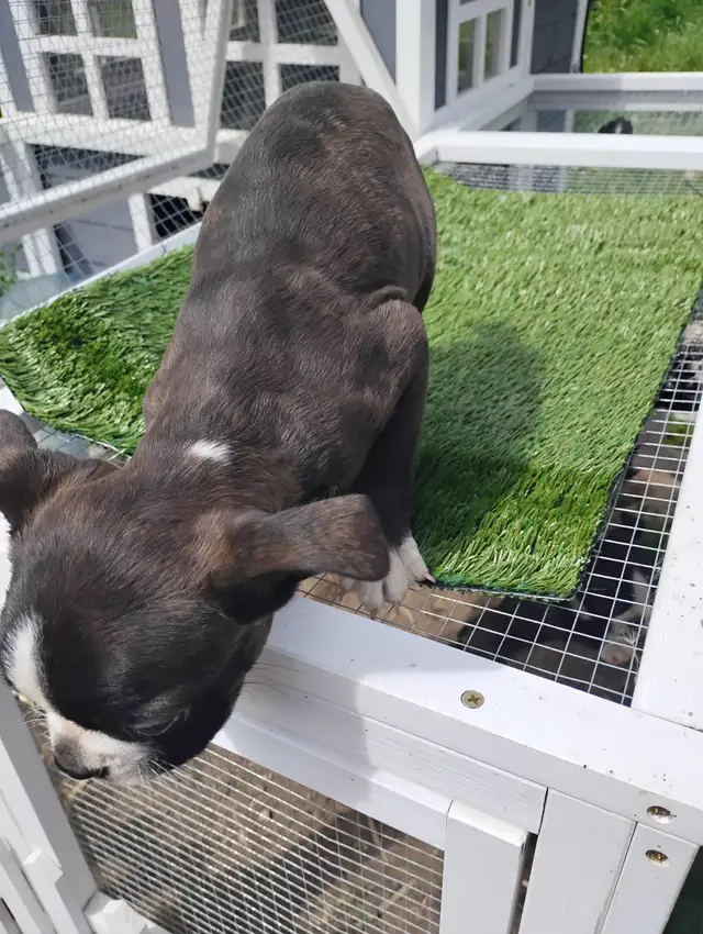 Purebred Boston Terriers in Dogs & Puppies for Rehoming in Edmonton - Image 8