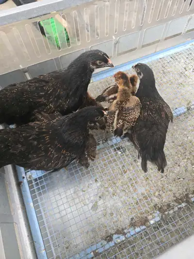 Barnevelder chicks, View more