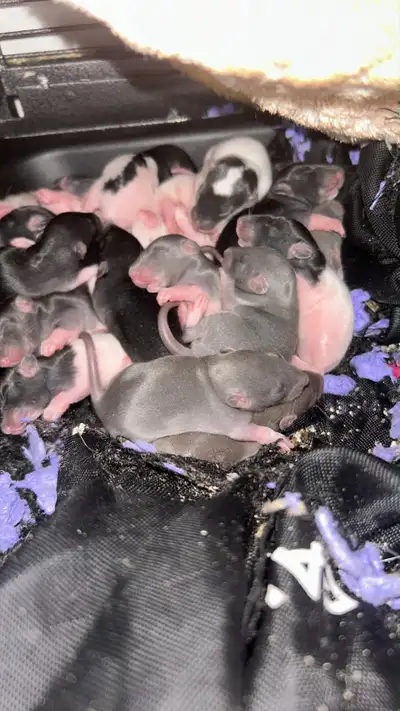 fancy rat litter, View more