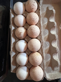 Bourbon Red Hatching eggs 