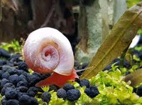 Freshwater water Aquarium Snails