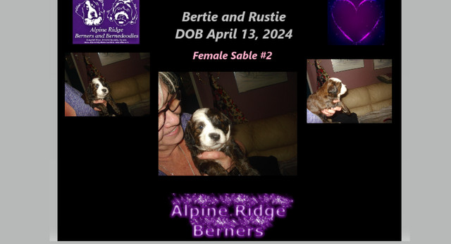 Bernedoodles puppies in Dogs & Puppies for Rehoming in Campbell River - Image 2