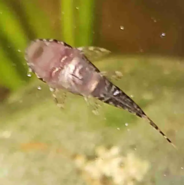 Bristle Nose Plecos in Fish for Rehoming in Kitchener / Waterloo - Image 3