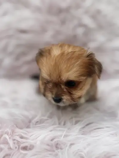 Morkie Teddy Bear Korean bloodline, View more