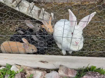 California x New Zealand rabbits, View more