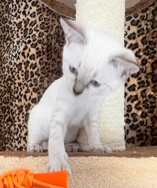 Chaton Savannah femelle F5 snow (collier rose) in Cats & Kittens for Rehoming in Québec City - Image 6