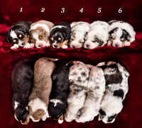 NEW PHOTOS! Adorable CKC Registered Australian Shepherd Puppies