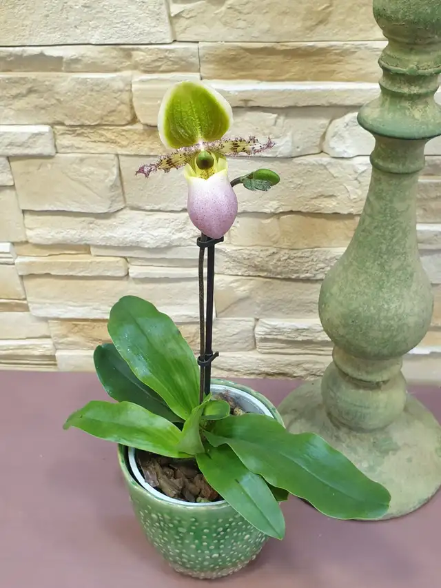 Orquídea híbrida64330166545026121