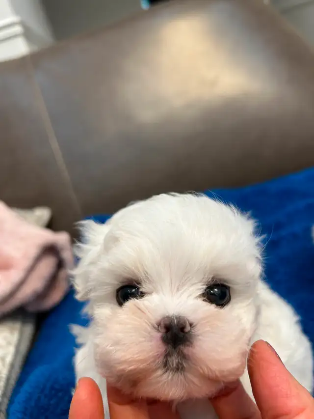 Korean Bloodline Maltese toy size pure white puppies in Dogs & Puppies for Rehoming in Markham / York Region - Image 3