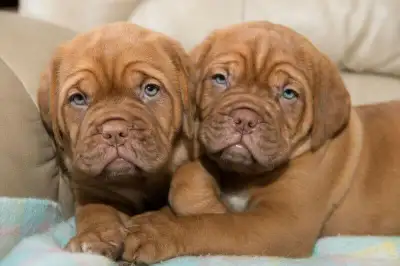 Dogue de Bordeaux  Anber– lignée européenne – enregistrés, View more