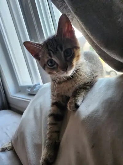 très beau chaton mâle, View more