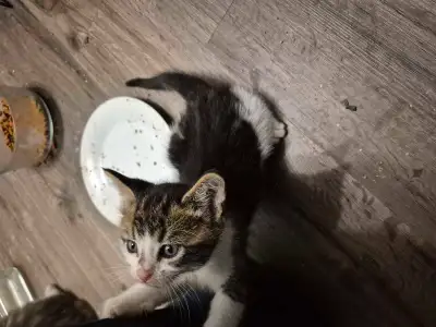 8 week old kittens to good houses!, View more