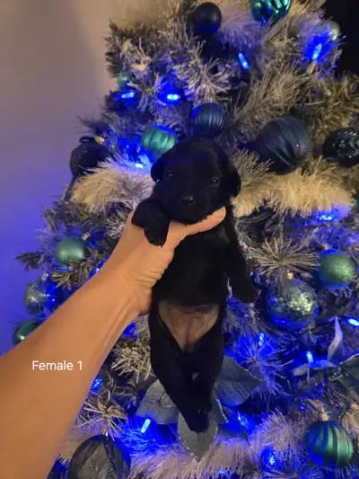 CHRISTMAS CHIHUAHUA TOY POODLE PUPPIES!, View more