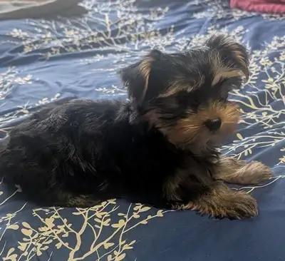 Purebred Yorkshire Terrier (yorkie) puppies, View more