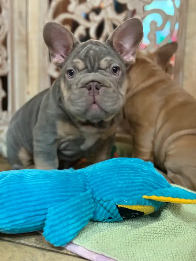 All sold our waiting list for our next wrinkled litter open now in Dogs & Puppies for Rehoming in Strathcona County - Image 6