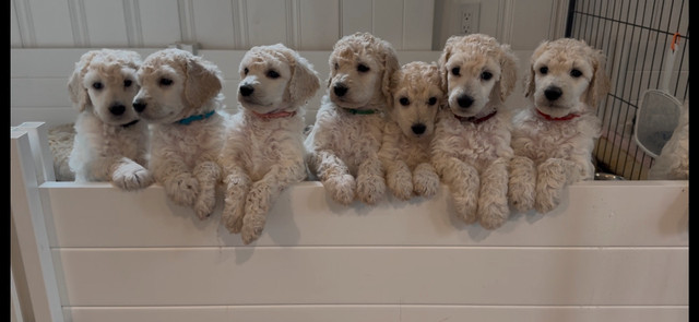 Standard poodle puppies in Dogs & Puppies for Rehoming in Ottawa - Image 3
