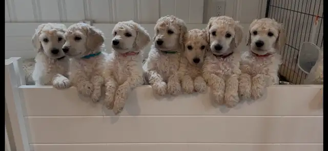 Standard poodle puppies in Dogs & Puppies for Rehoming in Ottawa - Image 4