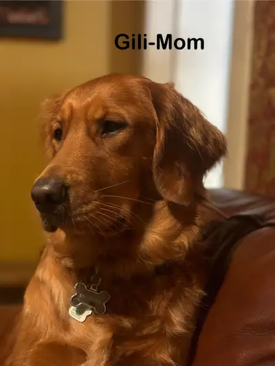 Golden Retriever Puppy Waitlist, View more