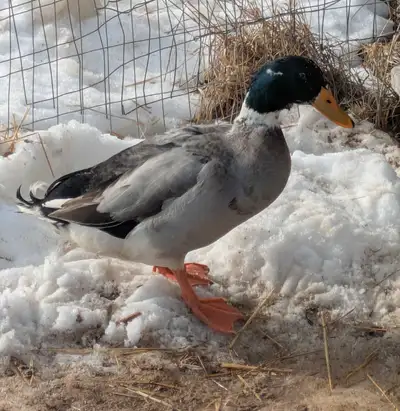 2 Male Ducks, View more