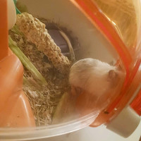 Beautiful gerbil for sale with cage