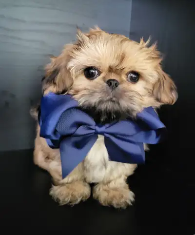 ❤️ BEAUTIFUL TINY TOY SHIH POO'S FROM CKC BLOODLINES ❤️, View more