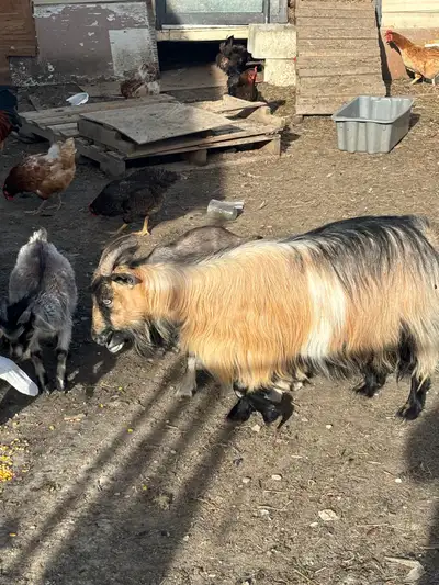 goat and 2 babies, View more
