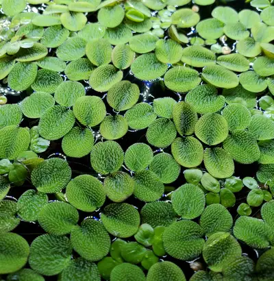 Salvinia Floating Plant, View more